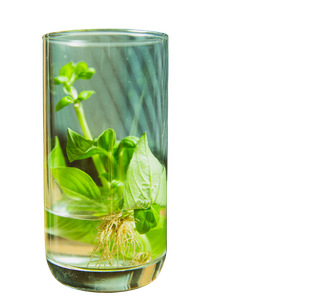 hydrophonics